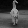マロ
