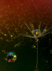 降る雨はドロップス