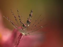 ベコニアのピンク