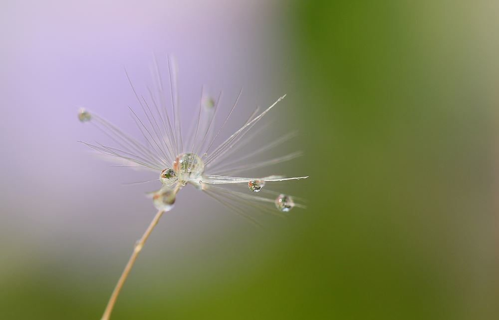 梅雨空しずく