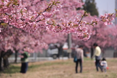 お花見日和