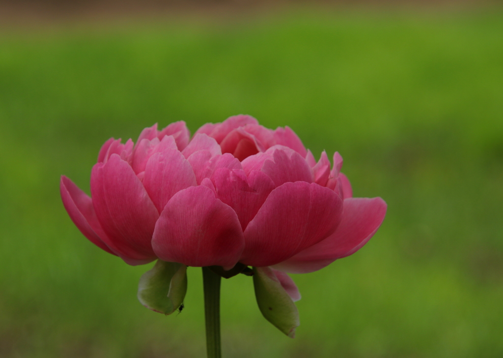芍薬（和菓子のような・・）