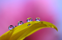 心海DROPS・・・隠れている子、出ておいでよ＾＾♪