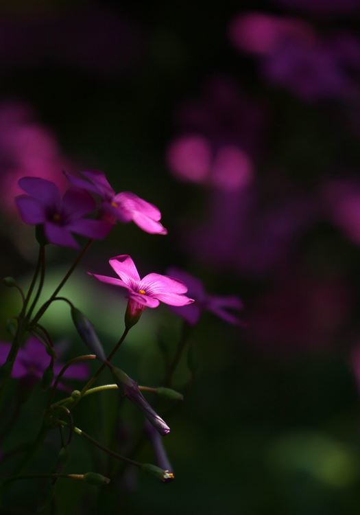 スポットライト