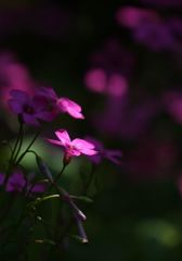 スポットライト