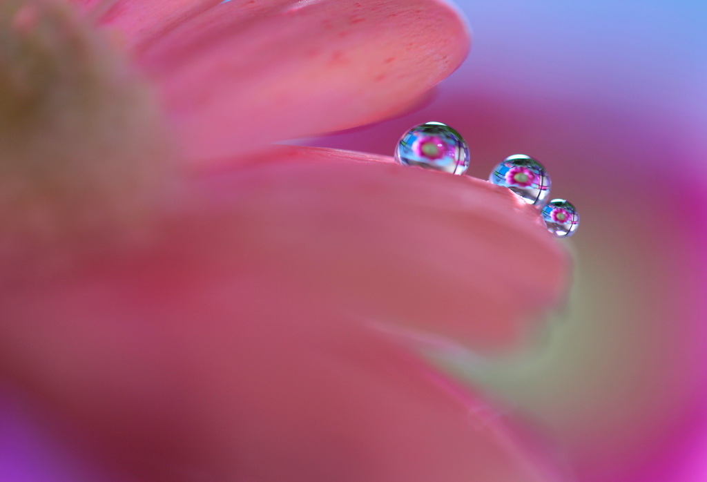 窓辺の花