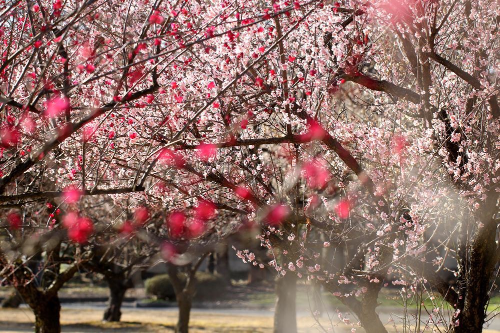 満開の梅園