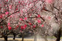 満開の梅園