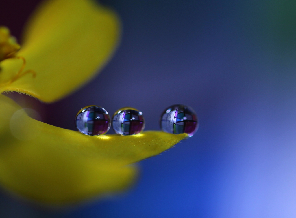 心海ＤＲＯＰＳ・・・進化樹　1