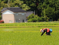 農夫の仕事3