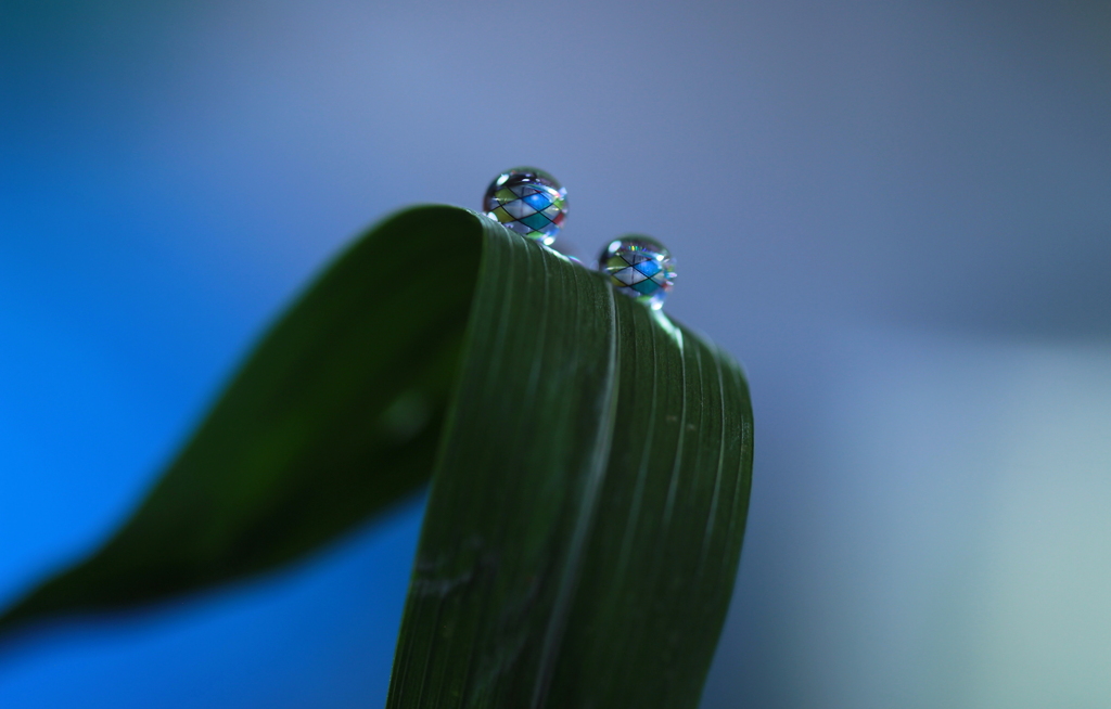 心海DROPS・・・葉の上で。。