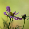秋桜