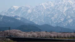 雪山と桜並木