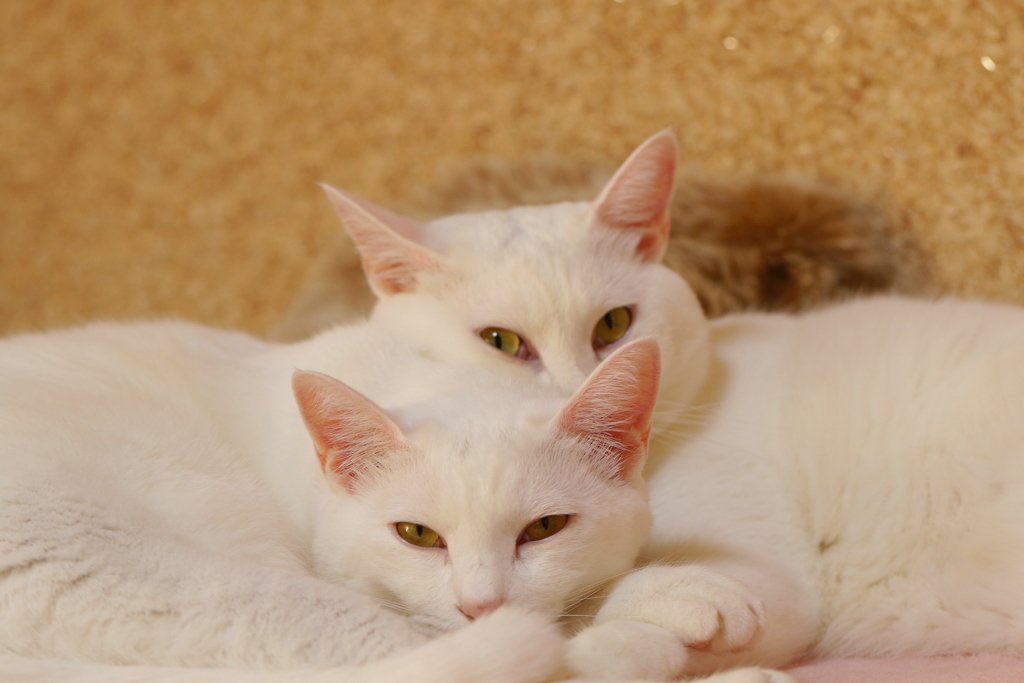プリティーcat