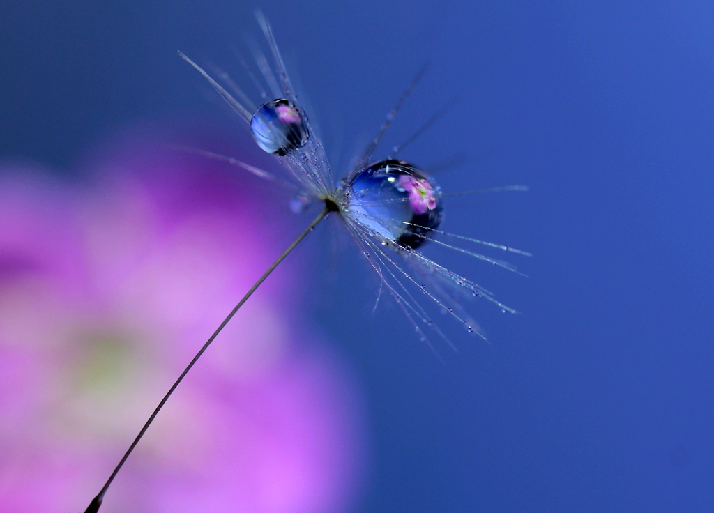 心海ｄｒｏｐｓ