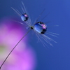 心海ｄｒｏｐｓ