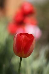 春はすぐそこまで