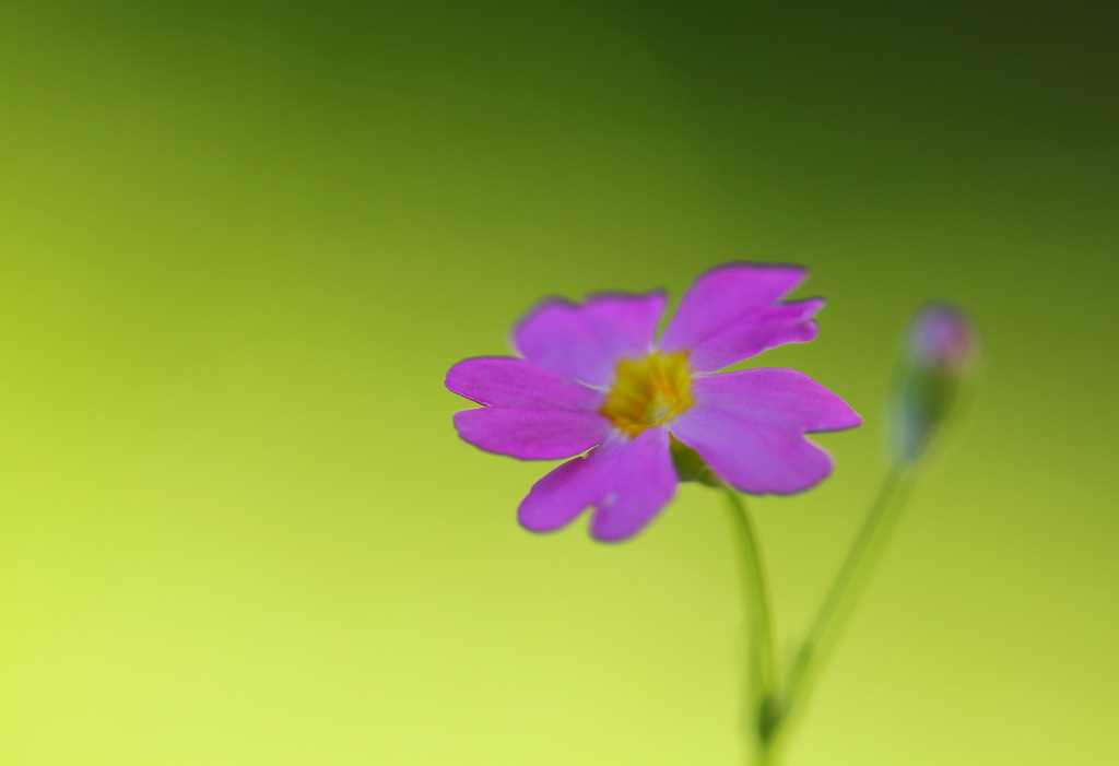 ハートの花びら
