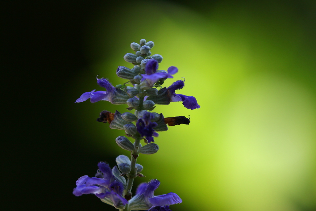 咲く花、散る花