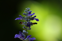 咲く花、散る花