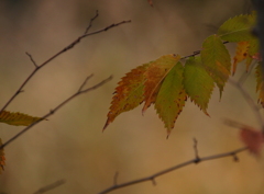 紅葉