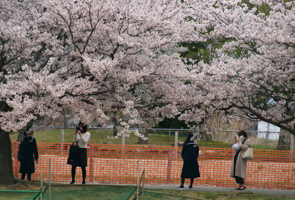 入学　桜の木の下で・・・