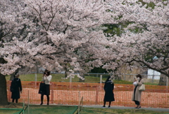 入学　桜の木の下で・・・