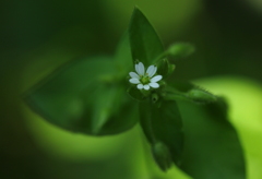 little　ｌｏｖｅ