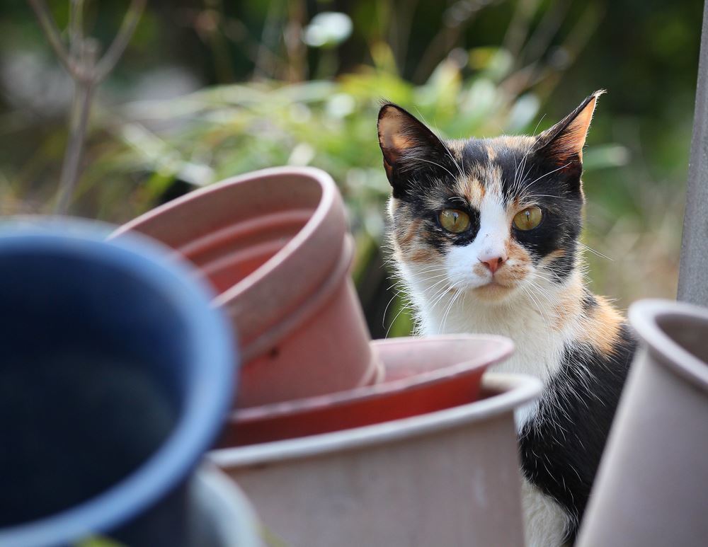 ことしもよろしくニャン♪