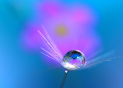 心海ＤＲＯＰＳ　80