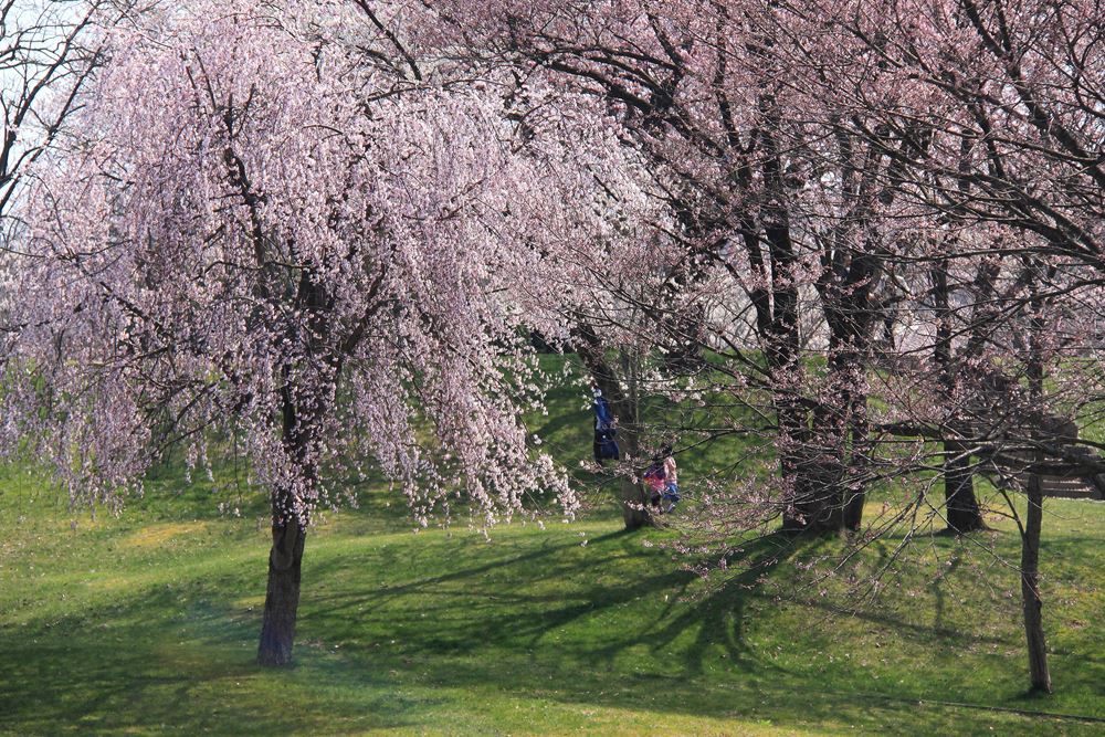 満開桜