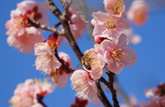 花とミツバチ