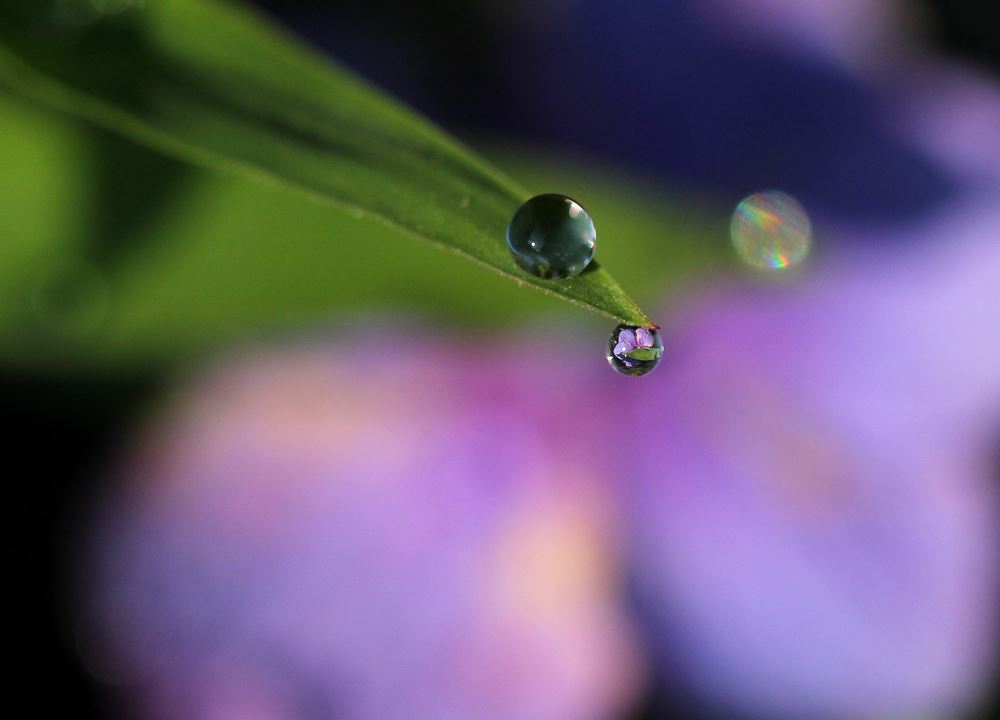 紫陽花しずく