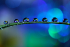 心海ＤＲＯＰＳ　62
