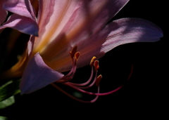 花芯 花芯
