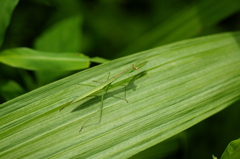 カマキリ君~隠れて！