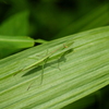 カマキリ君~隠れて！