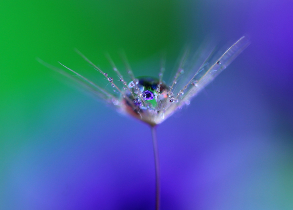 花の精と水の精