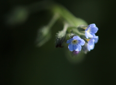 空色の小さな花