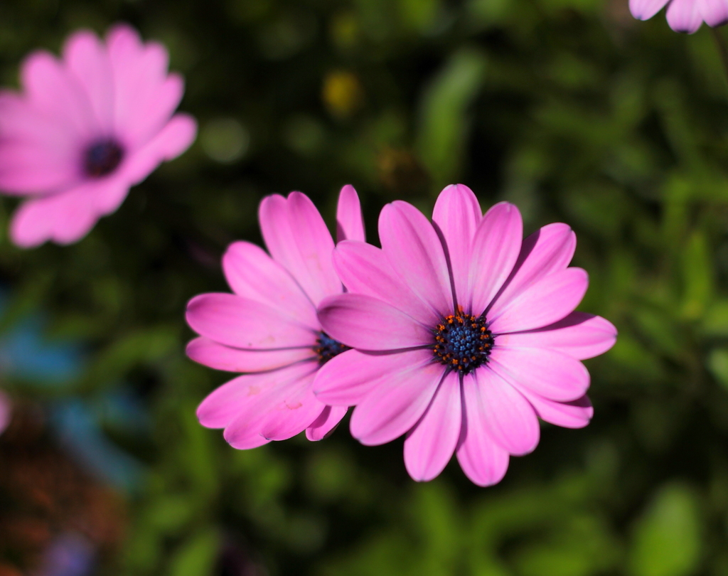 花は咲く、笑顔を届けに