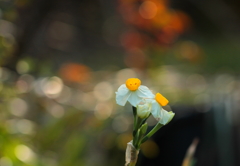 嬰児風（えいじふう）