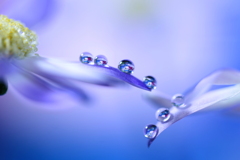心海ＤＲＯＰＳ　22