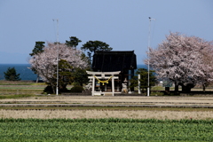 神社の桜