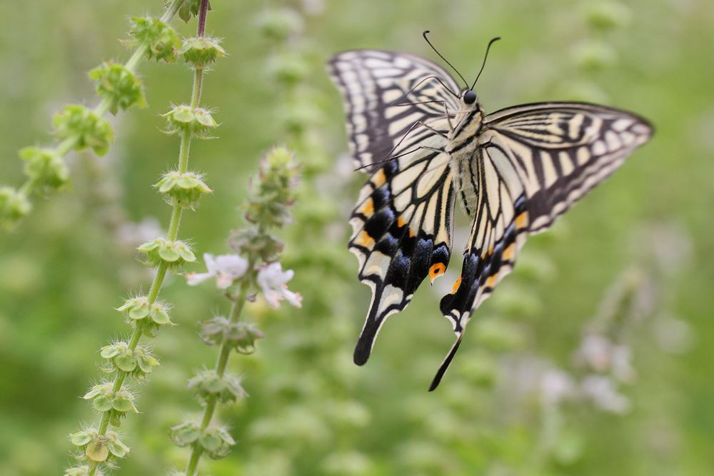 お気に入りみつけた！