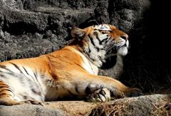 おひるね・・Ｚｚｚｚｚ・・・。