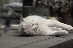 あれはなんだ？