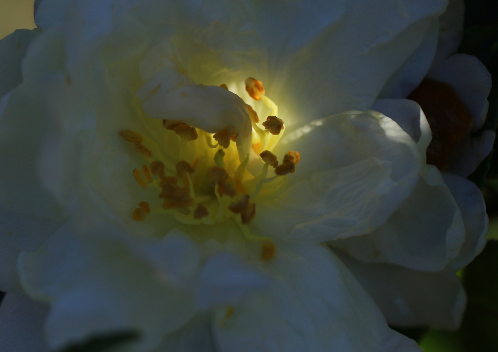 山茶花