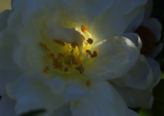 山茶花