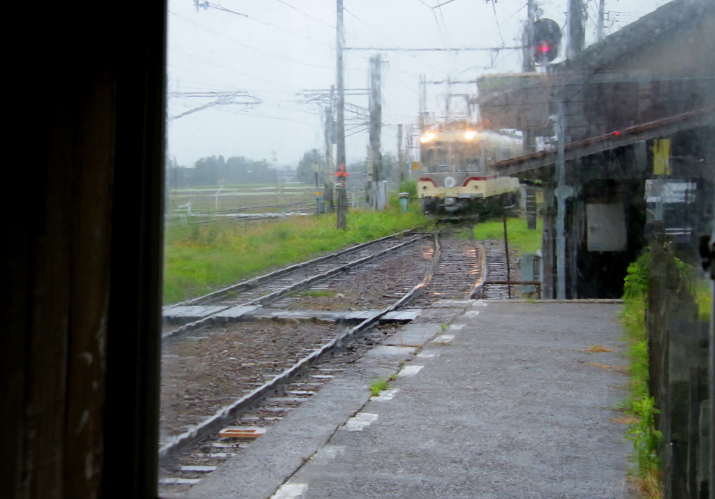 雨の日のダイコン君～♪