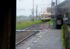 雨の日のダイコン君～♪